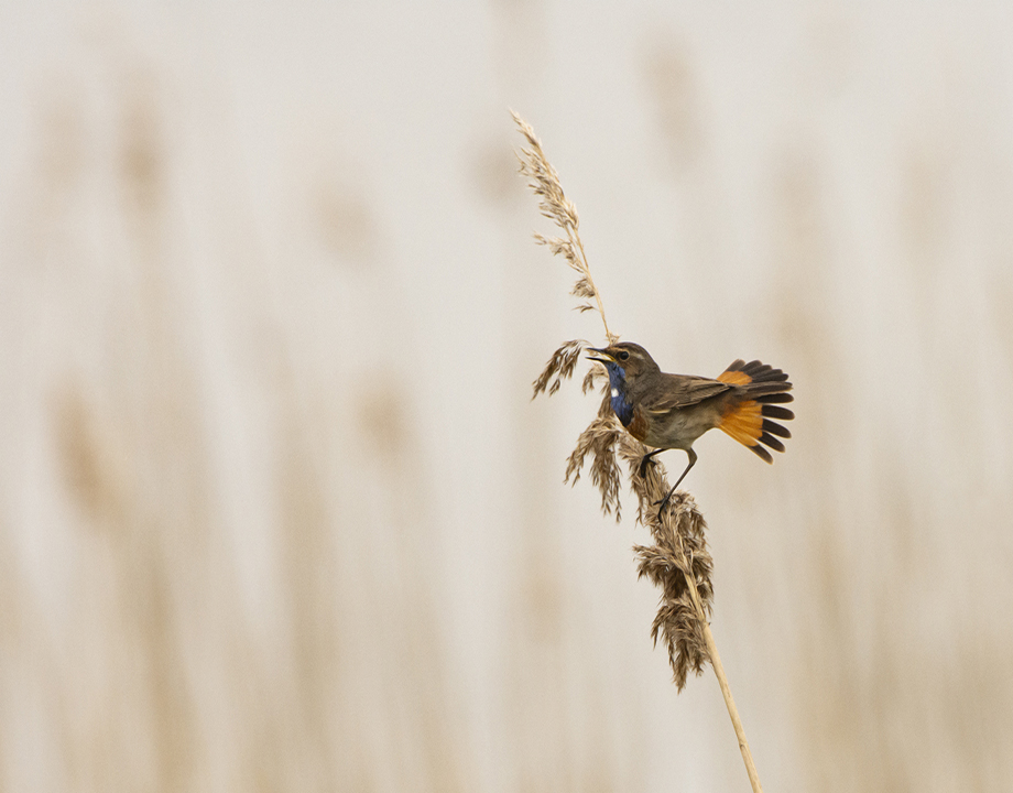 De overgang van Winter naar Lente