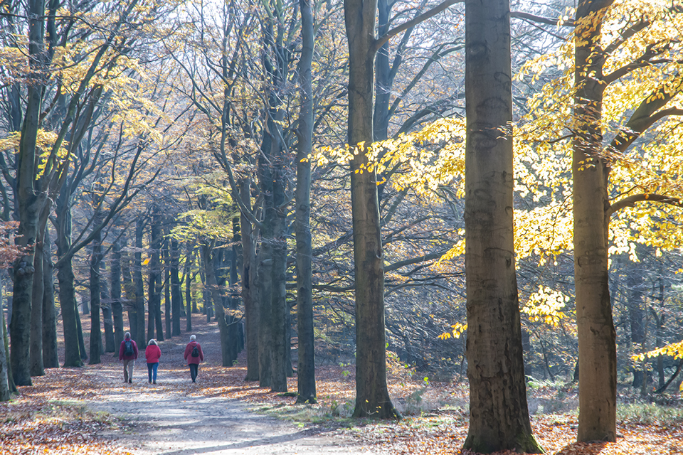 Wandelaars in de herfst FrT_1825_46363
