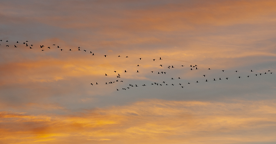 Blog formaat Vlucht kraanvogels sfeervole lucht FrT